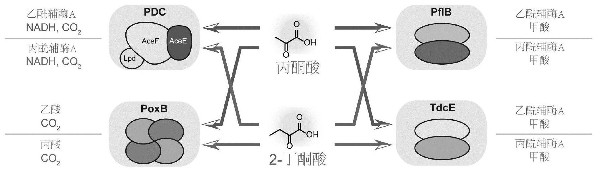 一种突变型丙酮酸氧化酶及其在2丁酮酸代谢解毒中的应用