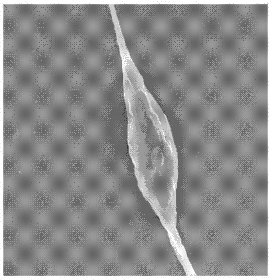 cn109137102a_一种具有定向疏水的仿蜘蛛丝纤维结构制备方法在审