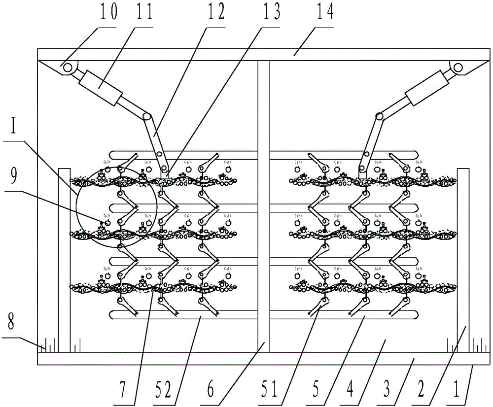 一种基于肌节结构的骨骼肌收缩教学模型