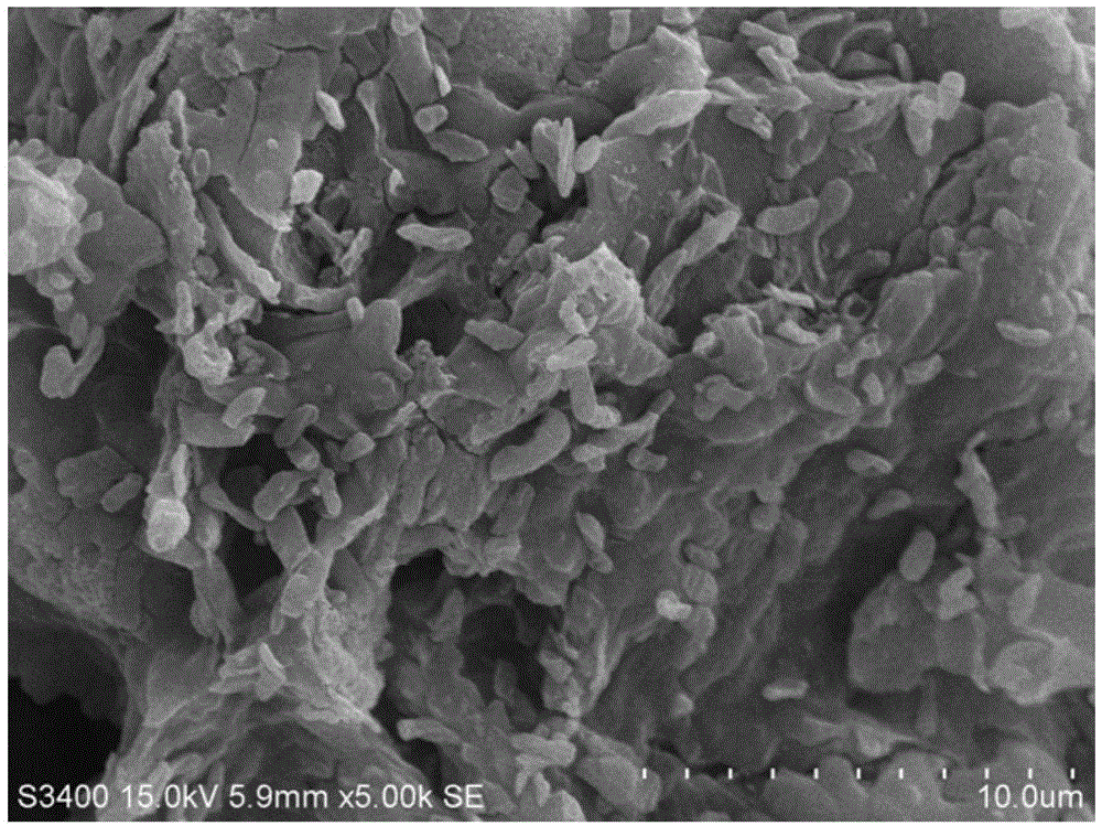 cn109628353a_一种生物炭基固定化微生物菌剂及其制备方法与应用