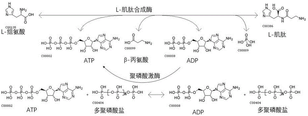 一种利用l-氨基酸连接酶一步法合成l-肌肽的方法