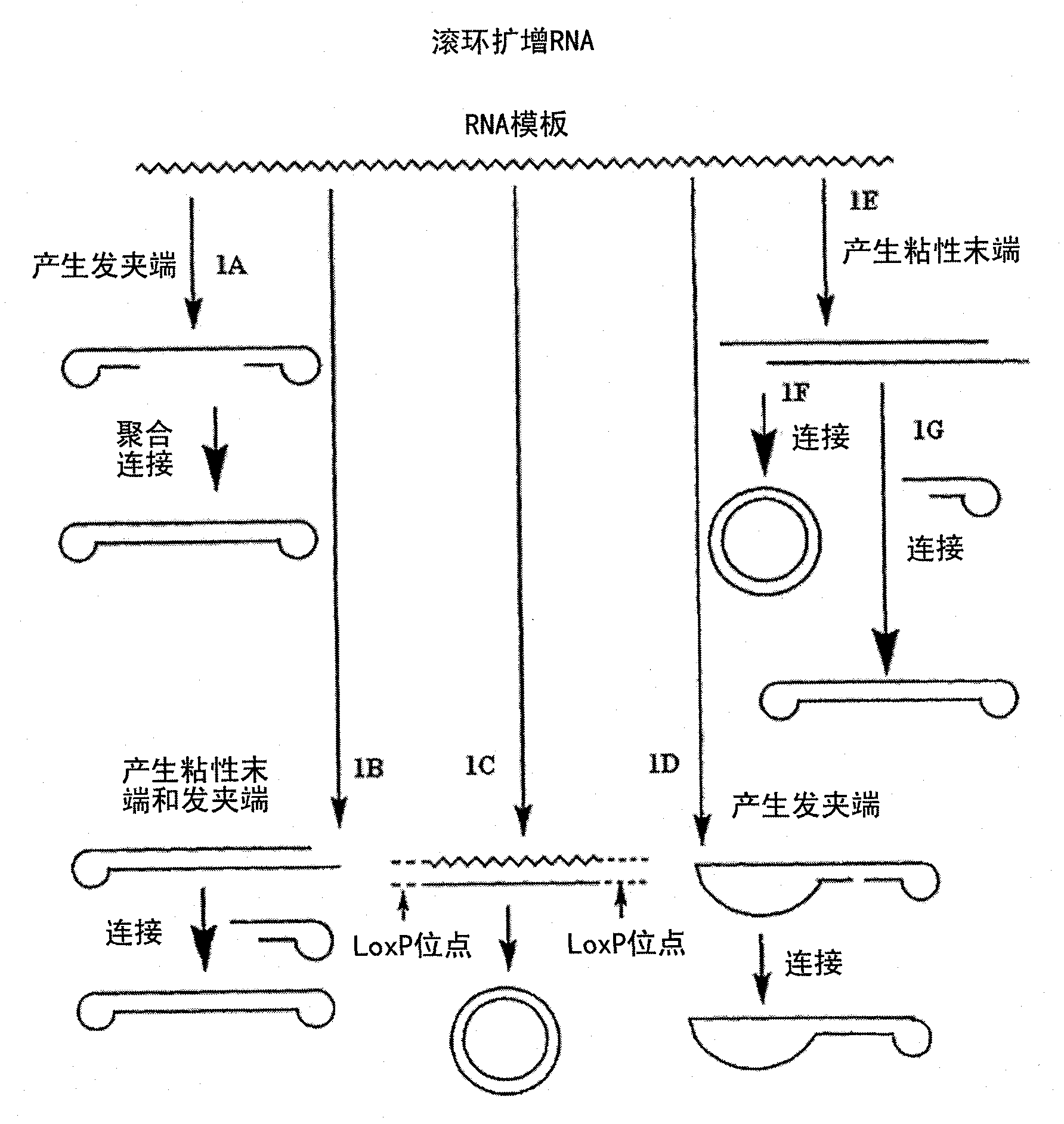 用滚环扩增法扩增多核苷酸