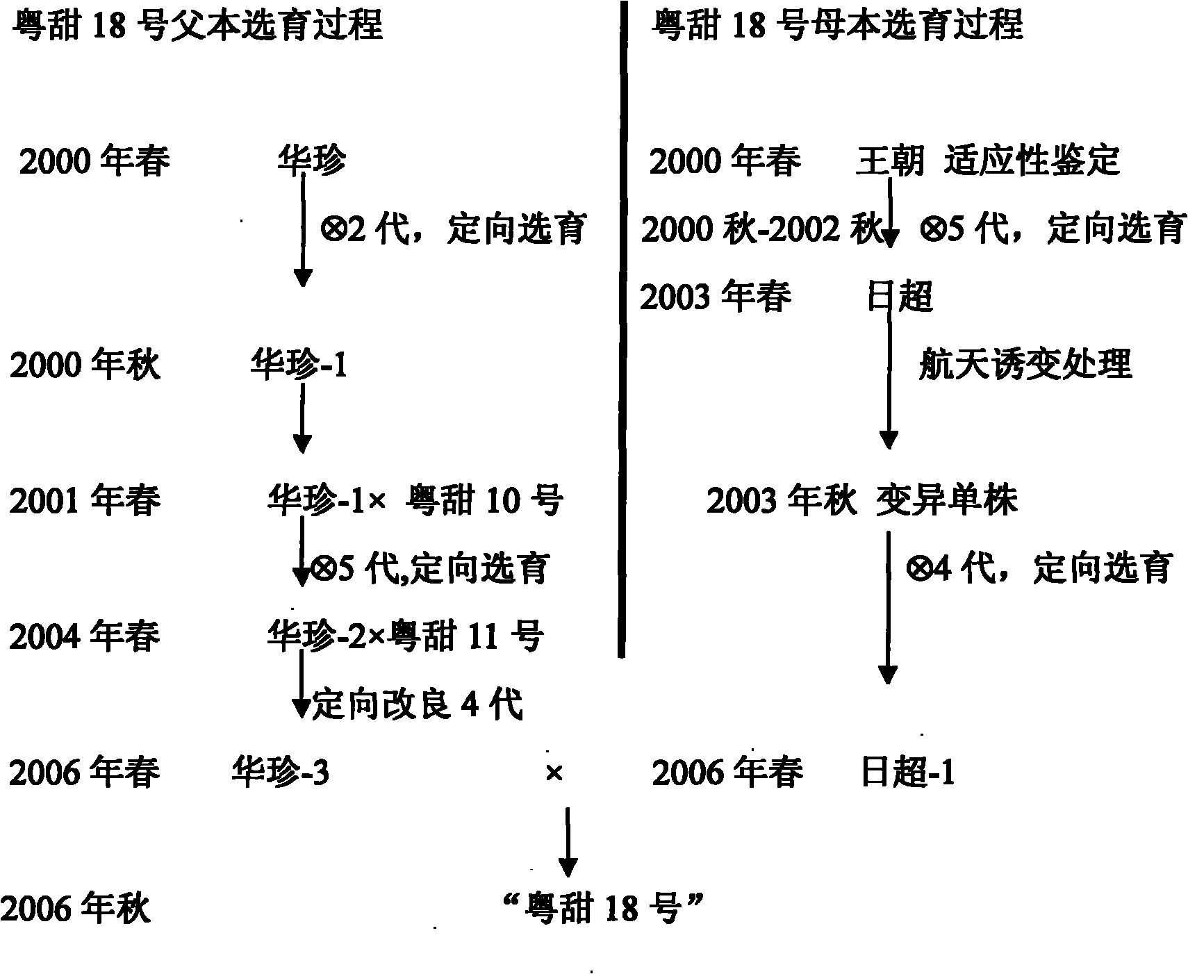 玉米遗传图解图片