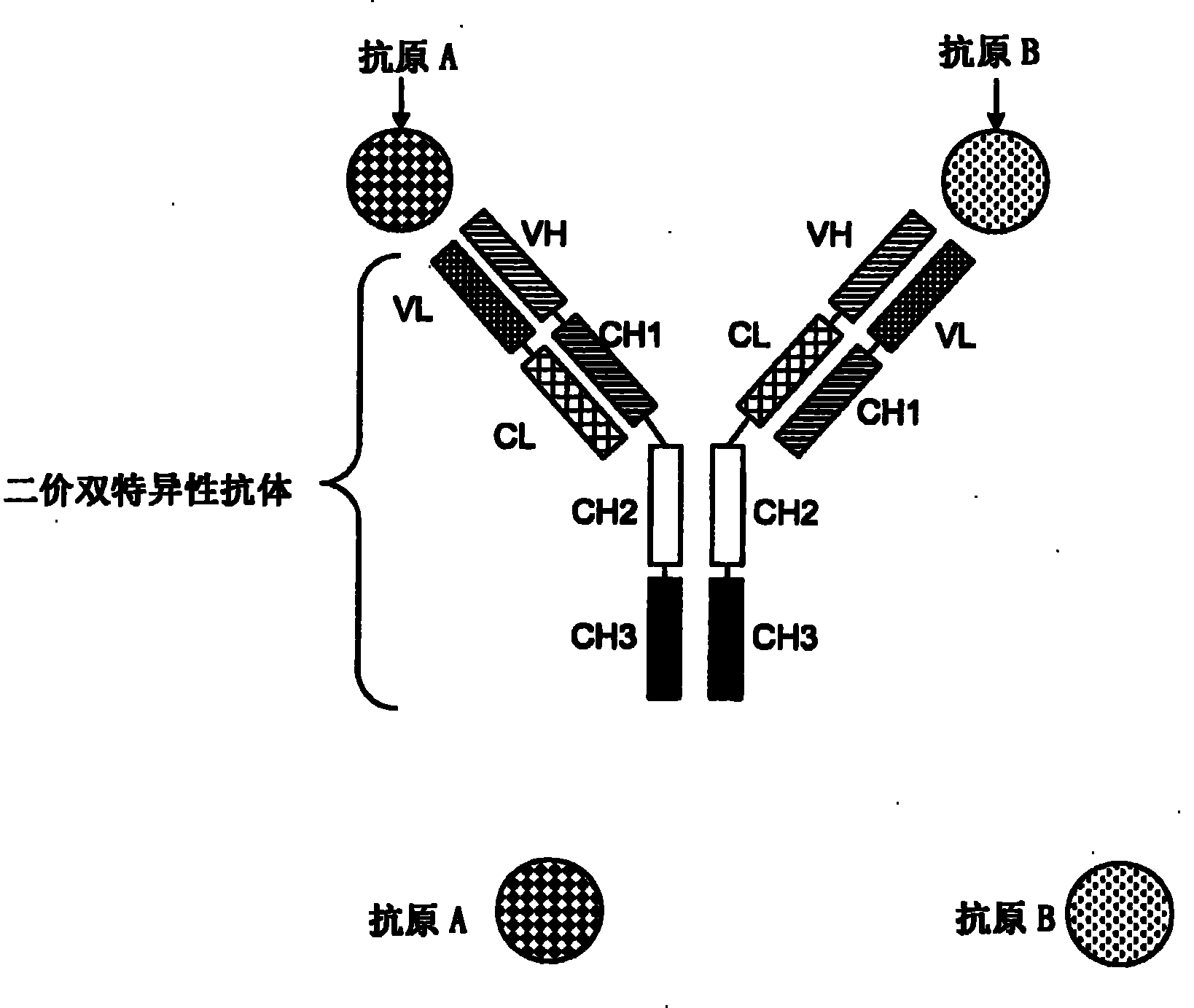 抗体的基本结构图图片