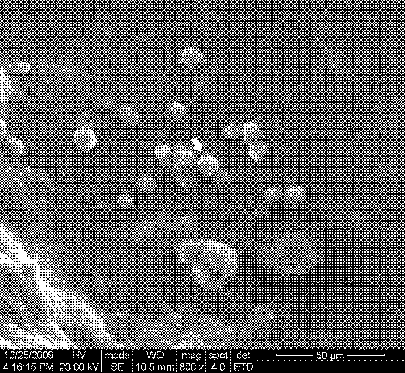 黄孢原毛平革菌胞外聚合物及其提取方法和应用