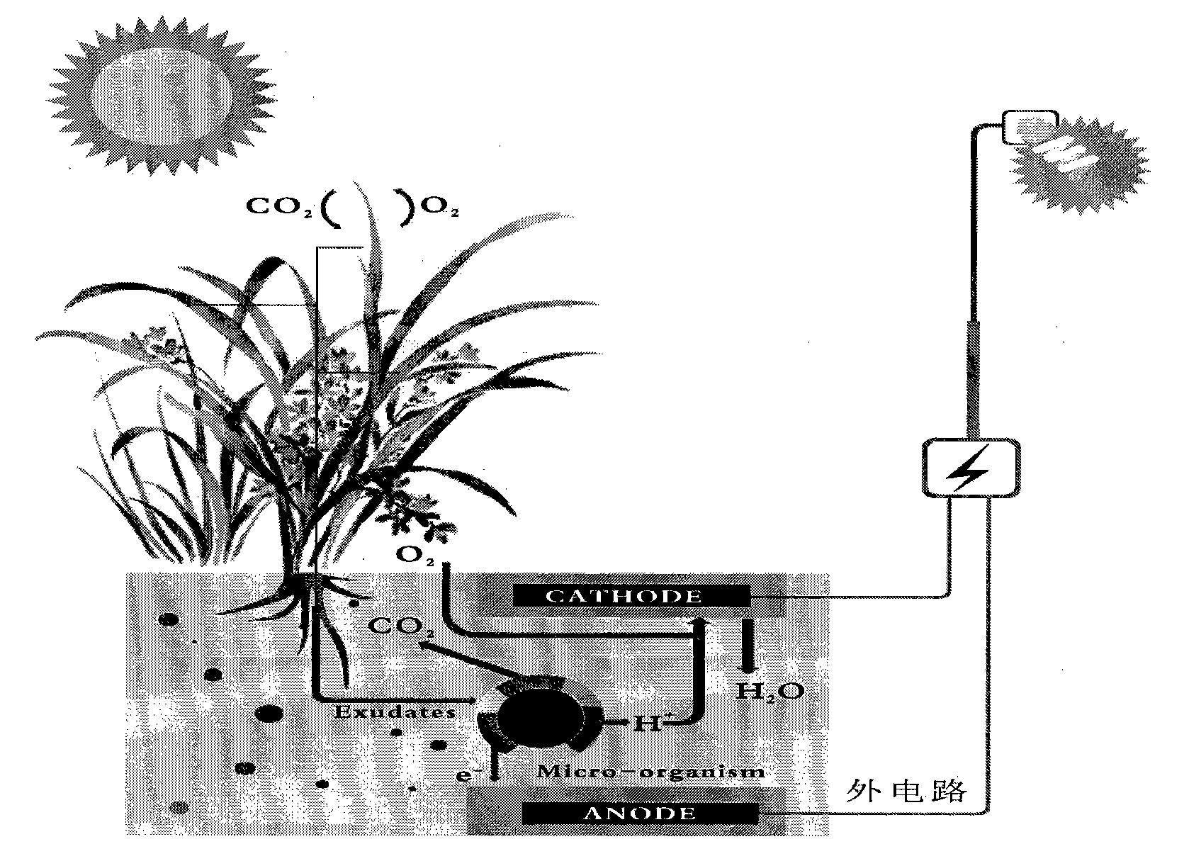 一種植物土壤微生物燃料電池系統