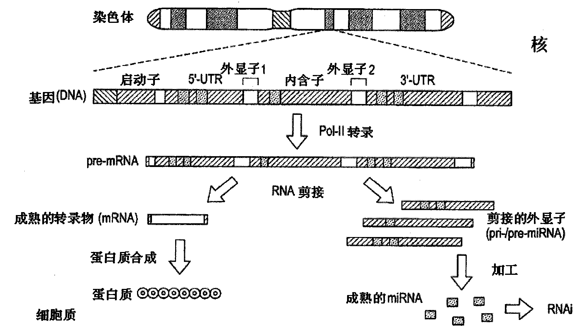 使用内含子的核糖核酸生成人类类胚胎干细胞