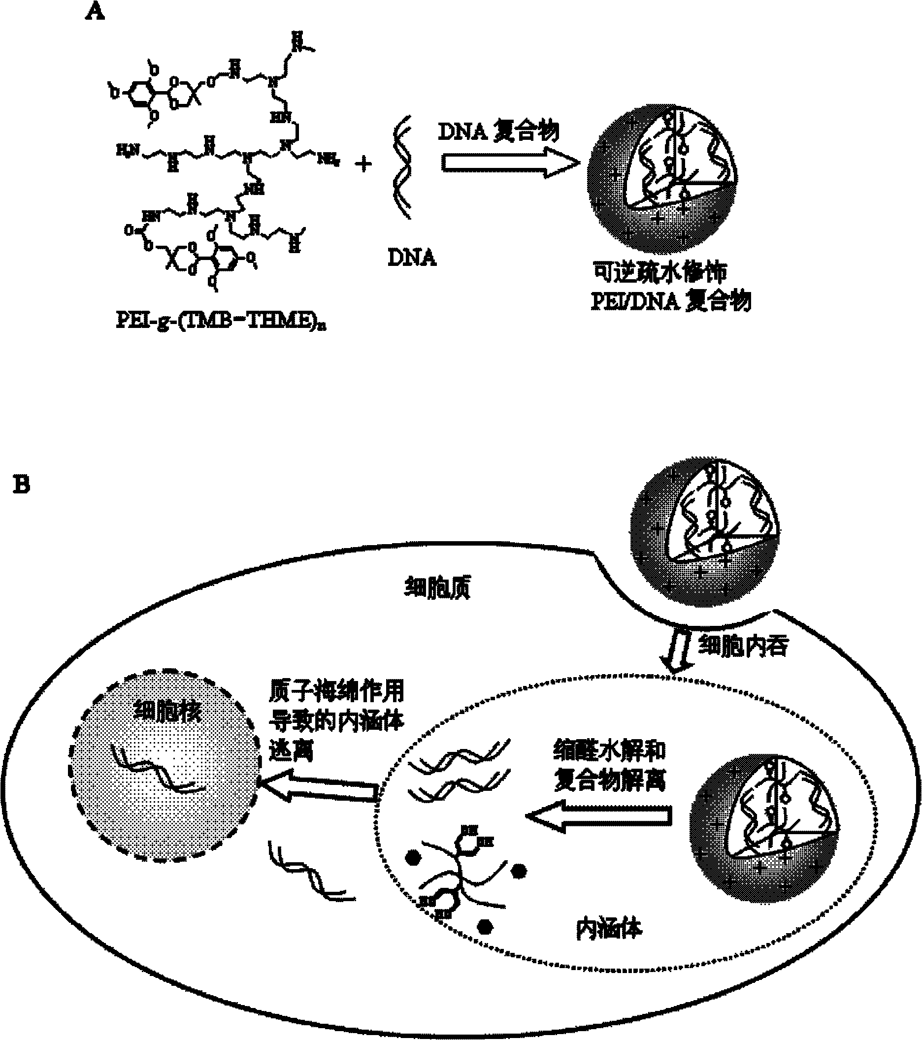 一种疏水基团修饰的聚乙烯亚胺衍生物及其应用