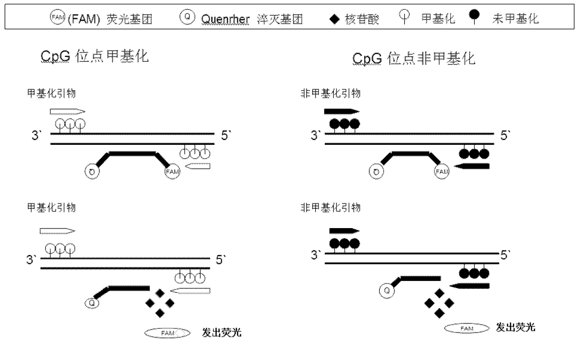 探針的基本序列為gatttggtgagtgtutggg,所述基本序列與基因組dna序列