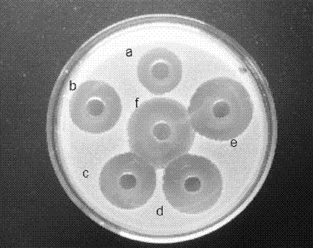 解淀粉芽胞杆菌906及其所产生的细菌素和应用