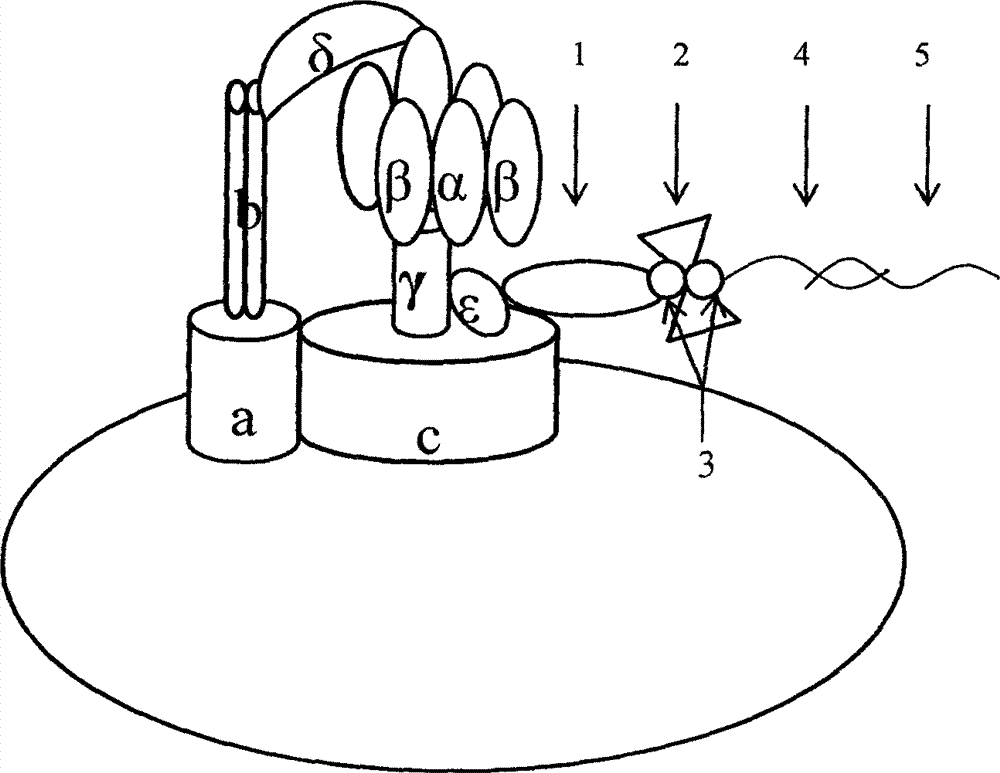 cn103045718a_一种用于检测沙门氏菌的分子马达生物传感器试剂盒有效