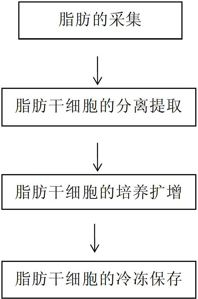 包括以下步骤(1)脂肪干细胞的分离提取(2)脂肪干细胞的培养扩增(3)