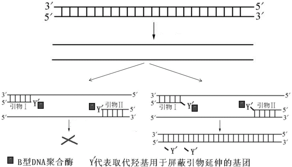 一种aspcr引物设计方法基因多态性检测方法及试剂盒