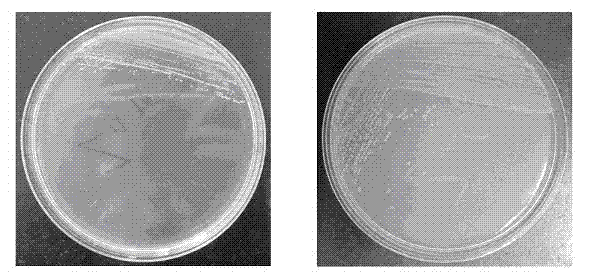 cn103937702a_一株銅綠假單胞菌及其在去除重金屬離子中的應用有效