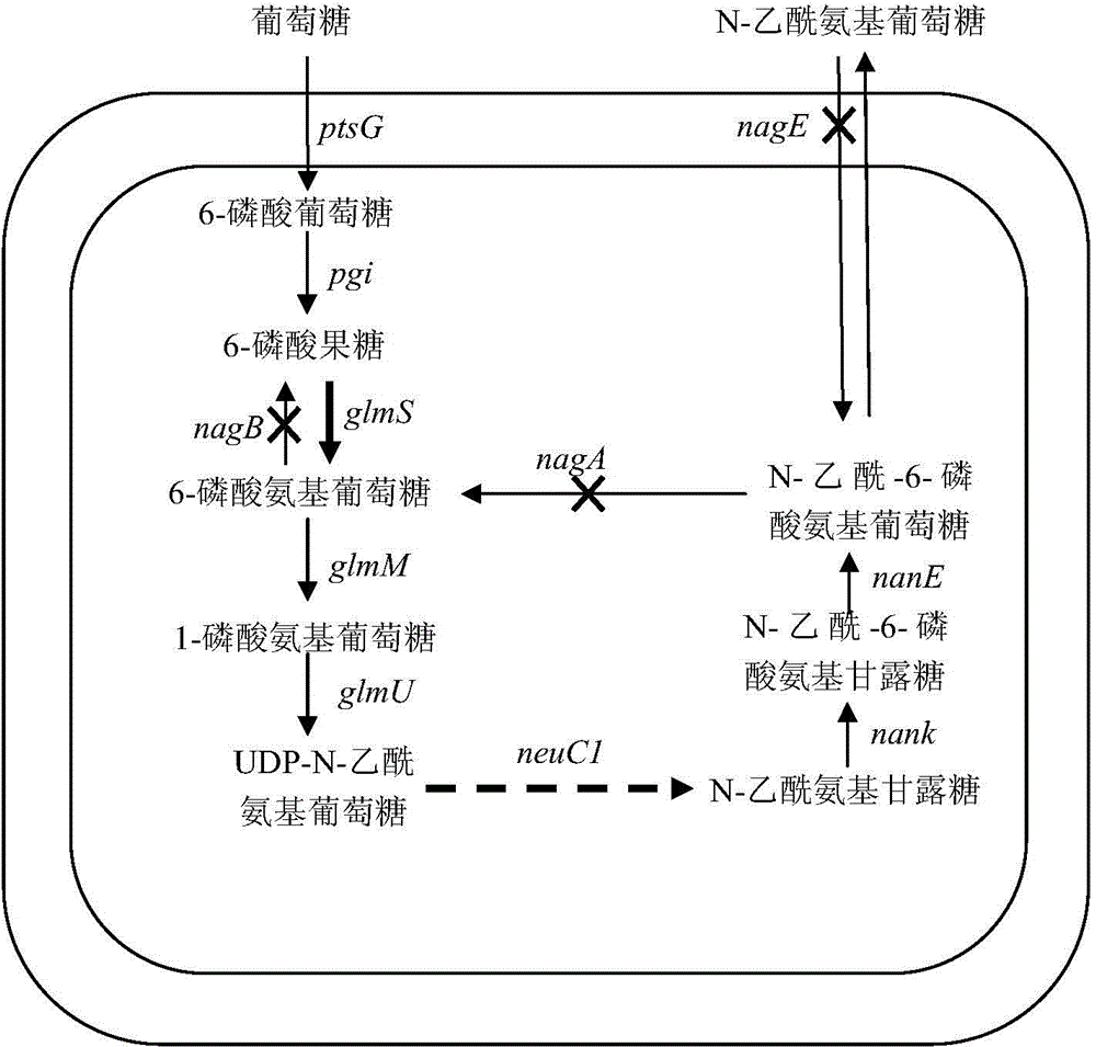 高产n-乙酰氨基葡萄糖代谢工程菌及其构建方法和应用