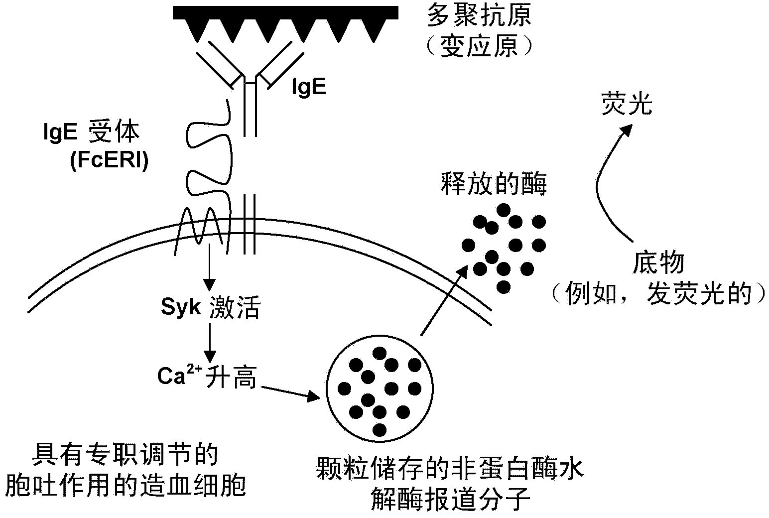 基于细胞的传感器
