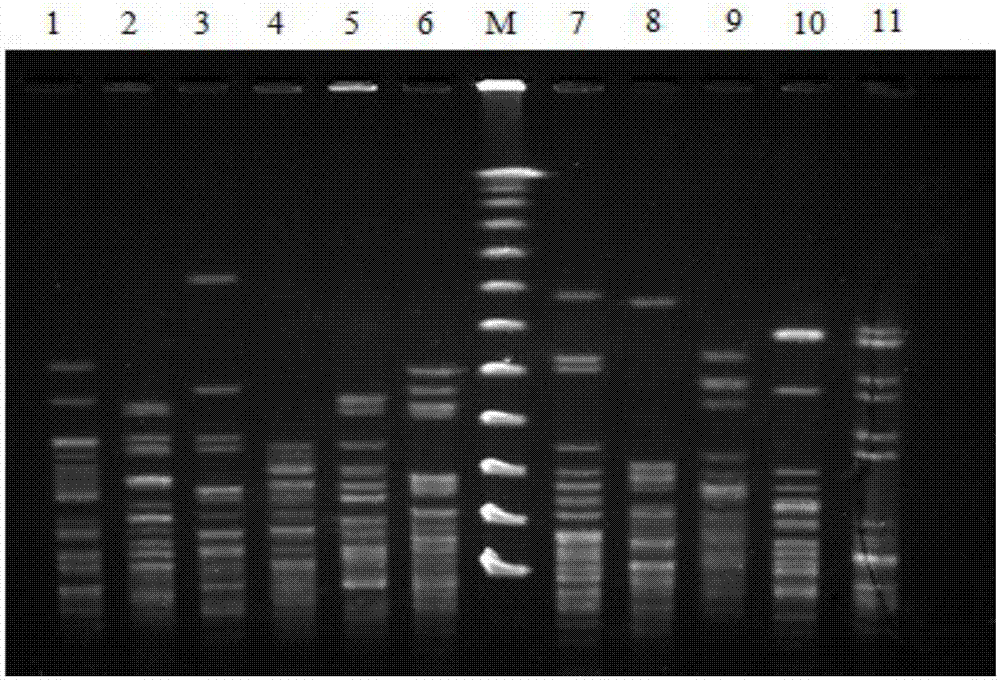 一种气单胞菌脉冲场凝胶电泳分型方法
