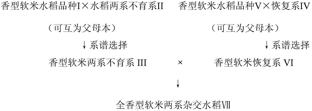 一种全香型软米两系杂交水稻的选育方法