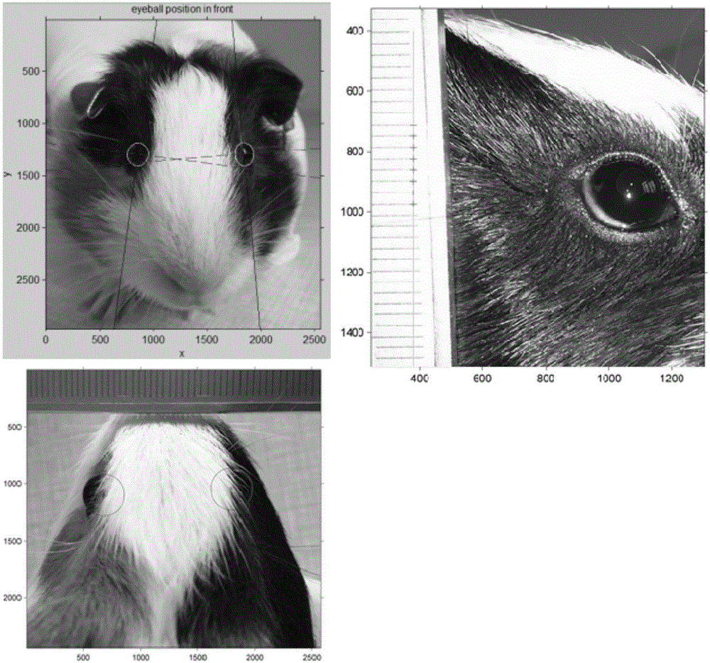 一种实验动物眼位曲率半径及瞳孔直径的计算方法