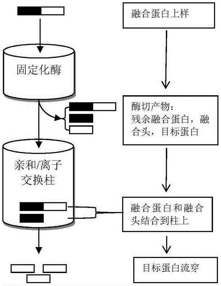 從含酶切位點的融合蛋白中純化蛋白的方法及試劑盒