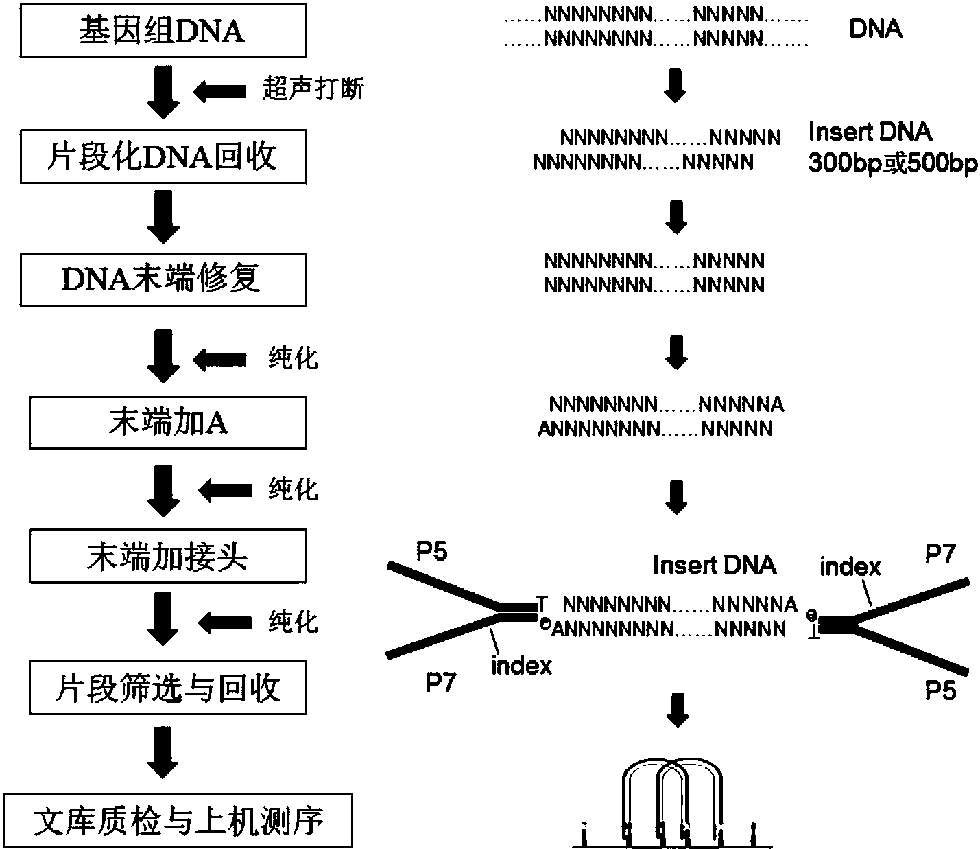 cn105734048a_一種基因組dna的pcr-free測序文庫製備方法失效