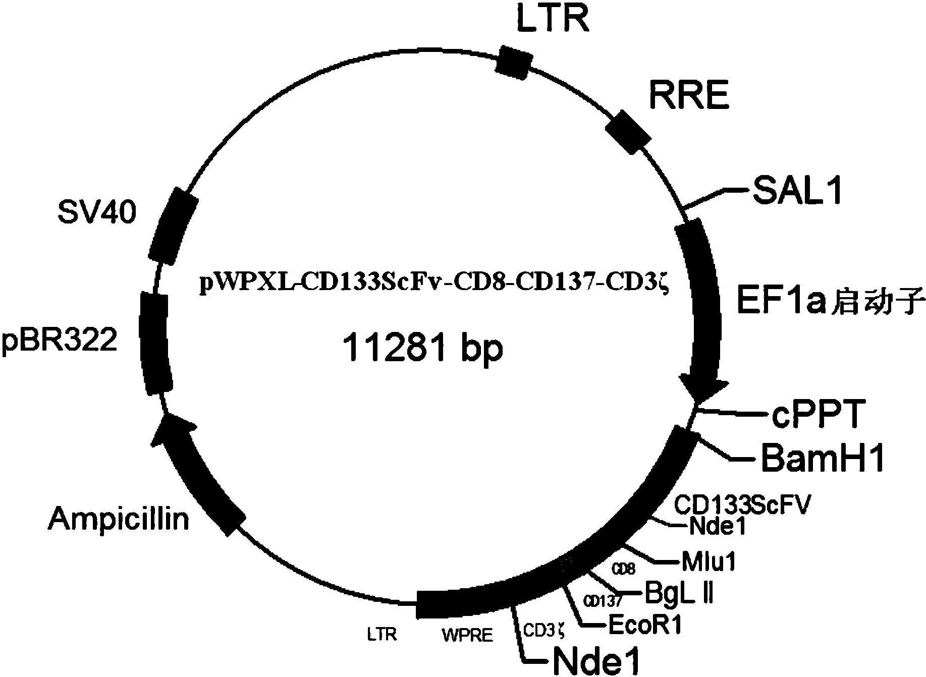 嵌合抗原受体及其基因和重组表达载体car133nkt细胞及其