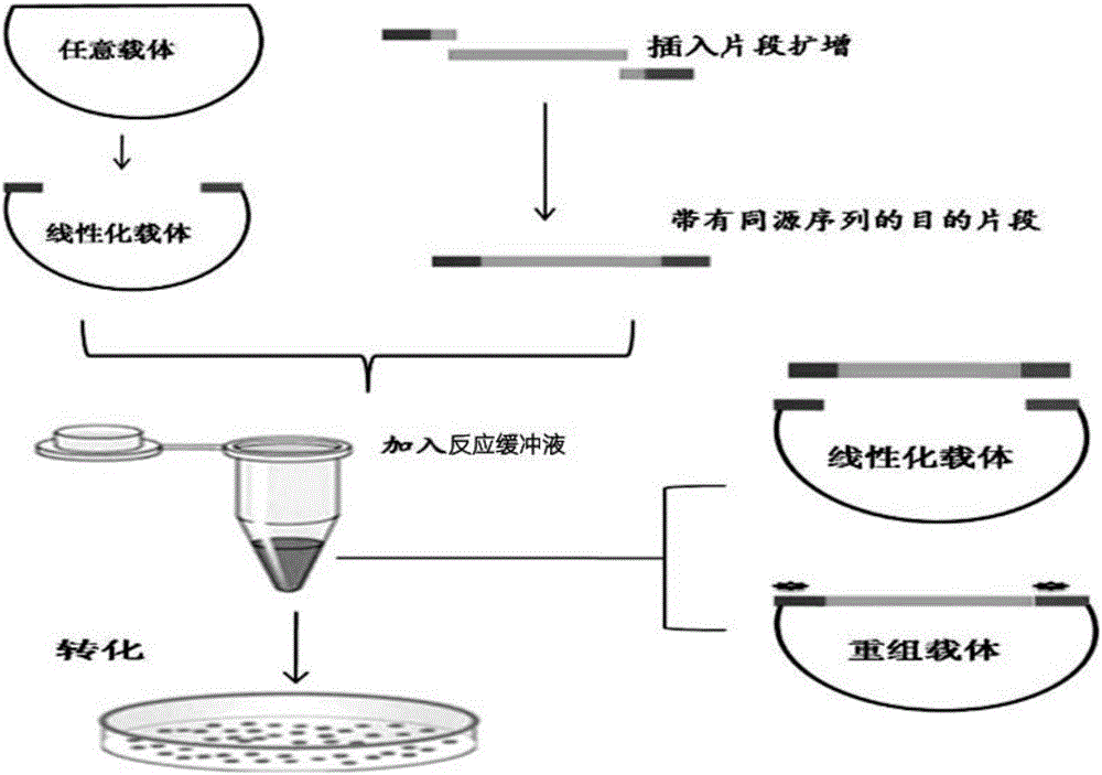 一种用于体外同源重组的蛋白酶组合物试剂盒及方法