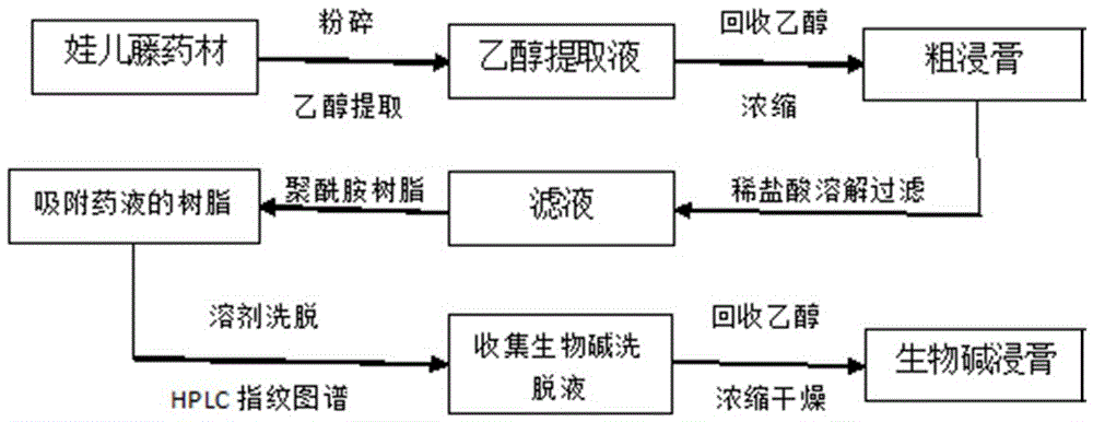 一种娃儿藤生物碱类提取物的制备方法及其检测方法