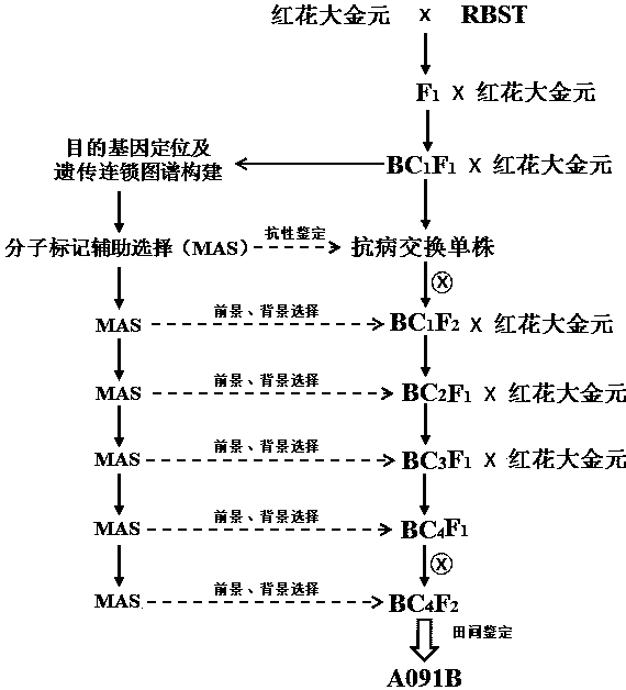 一種分子標記輔助選擇定向改良菸草黑脛病抗性的育種方法