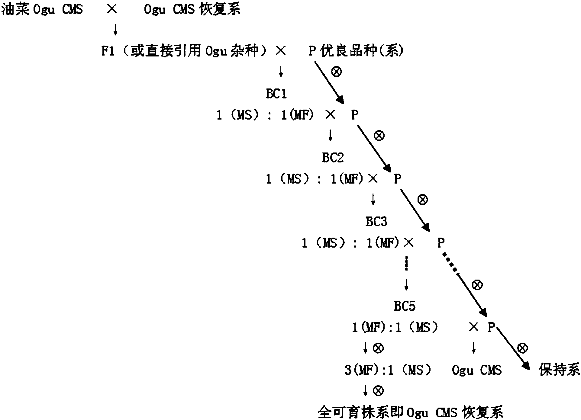 三系配套制种示意图图片