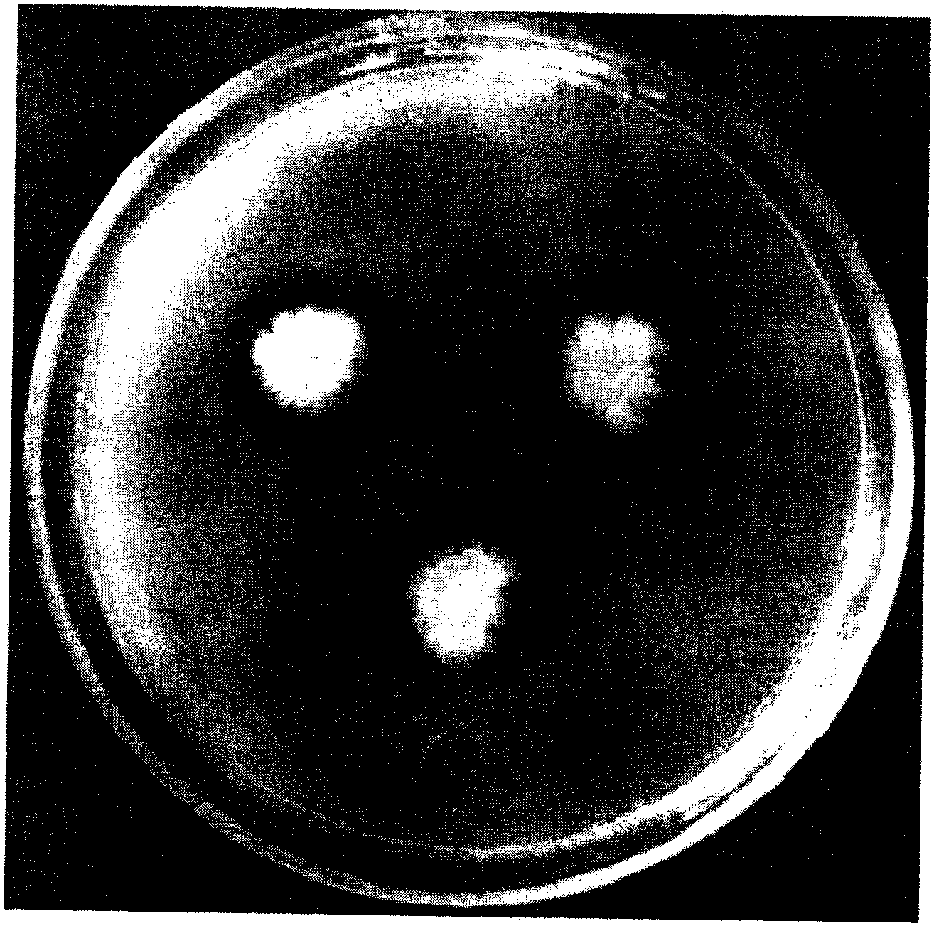 cn106701636a_吡咯伯克霍尔德氏菌jksh007菌株作为嗜铁素高产菌株的