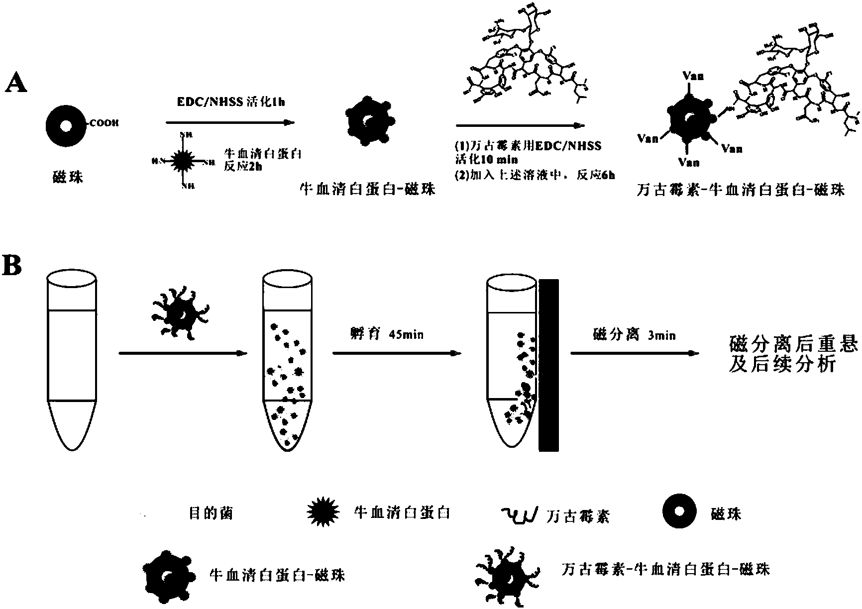 抗生素修飾的磁性納米粒子快速富集分離單增李斯特菌的方法