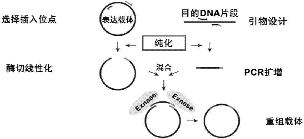 玉米遗传图解图片