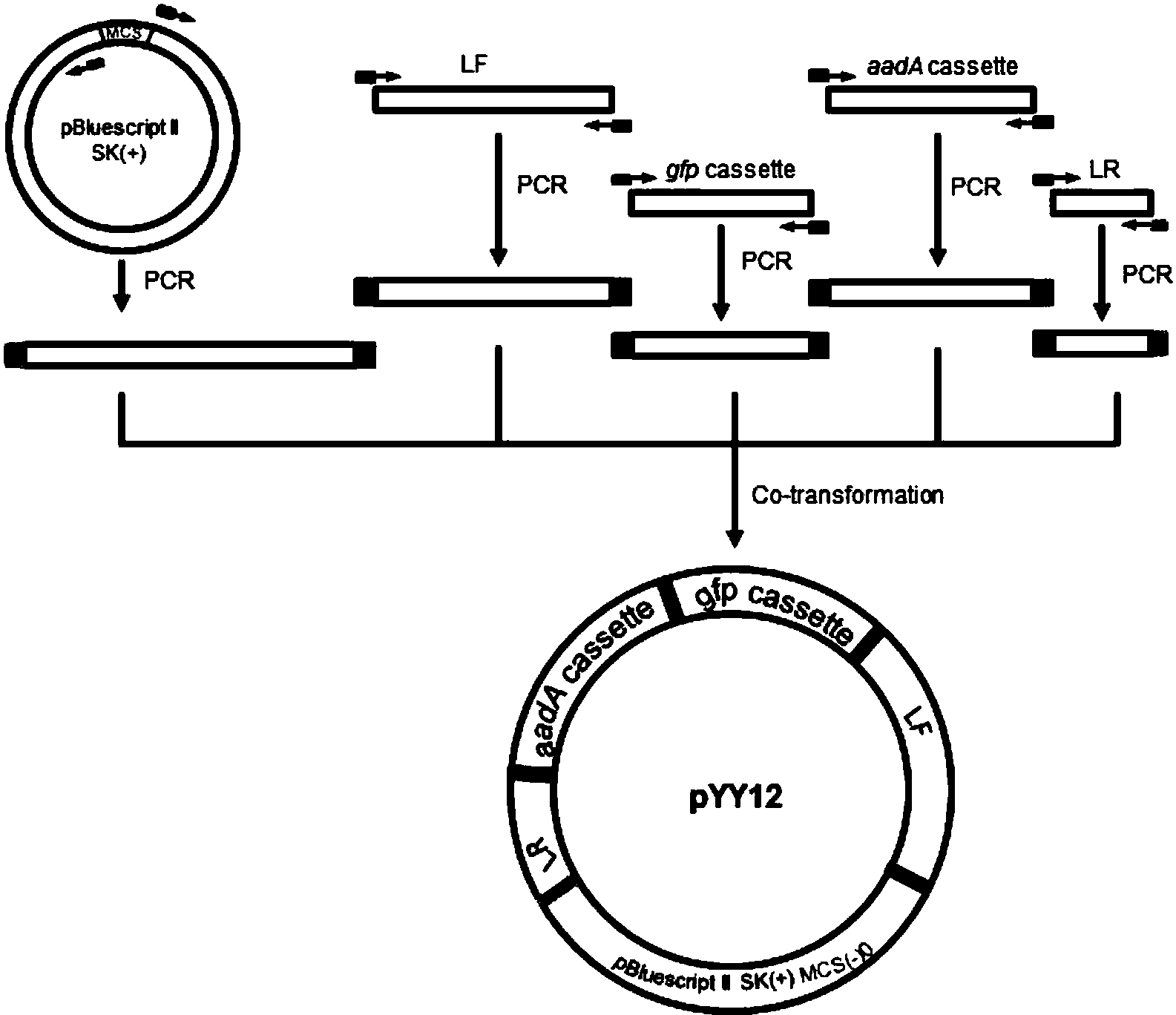 cn107267538a_一种植物质体表达载体的构建方法及应用有效