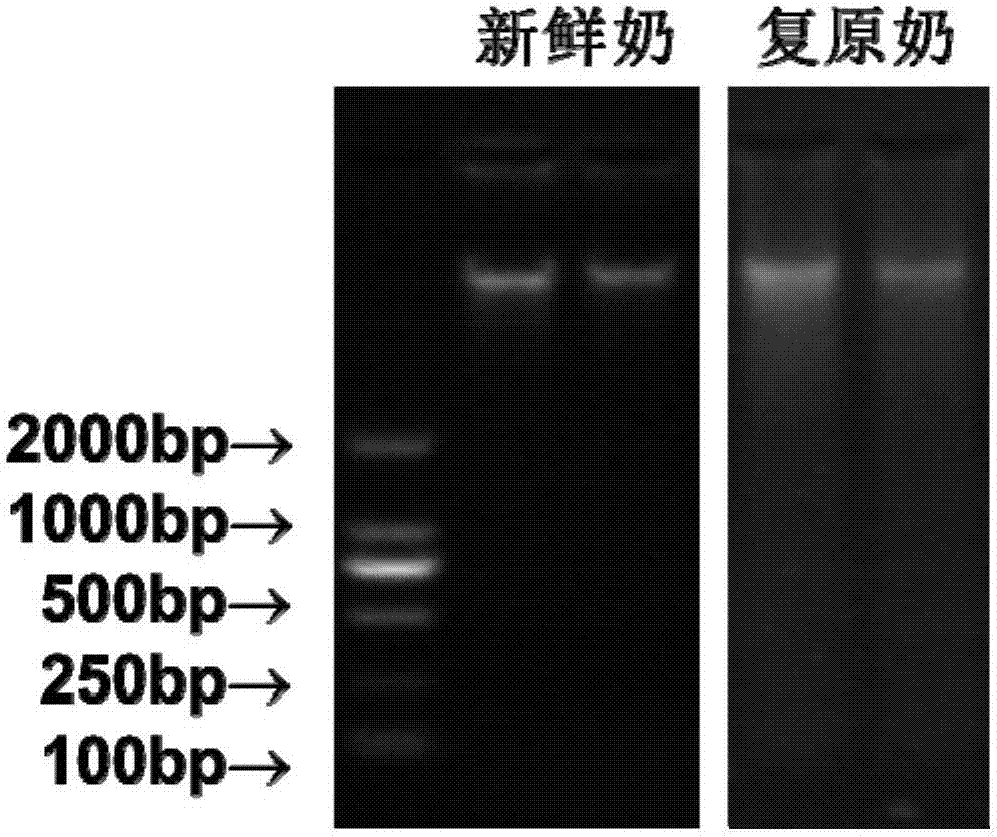 然後對提取的dna進行瓊脂糖凝膠電泳分析,根據所提取的dna條帶對待測