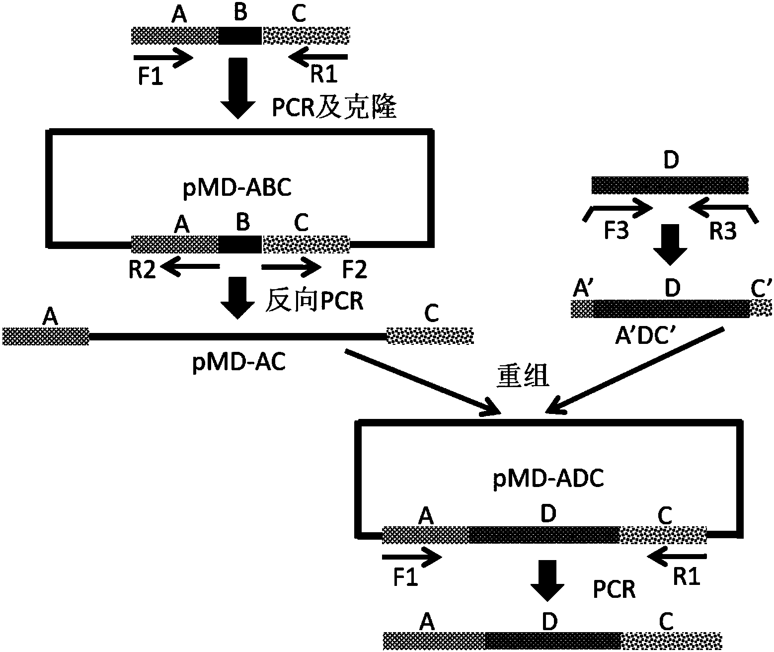 反向pcr图片