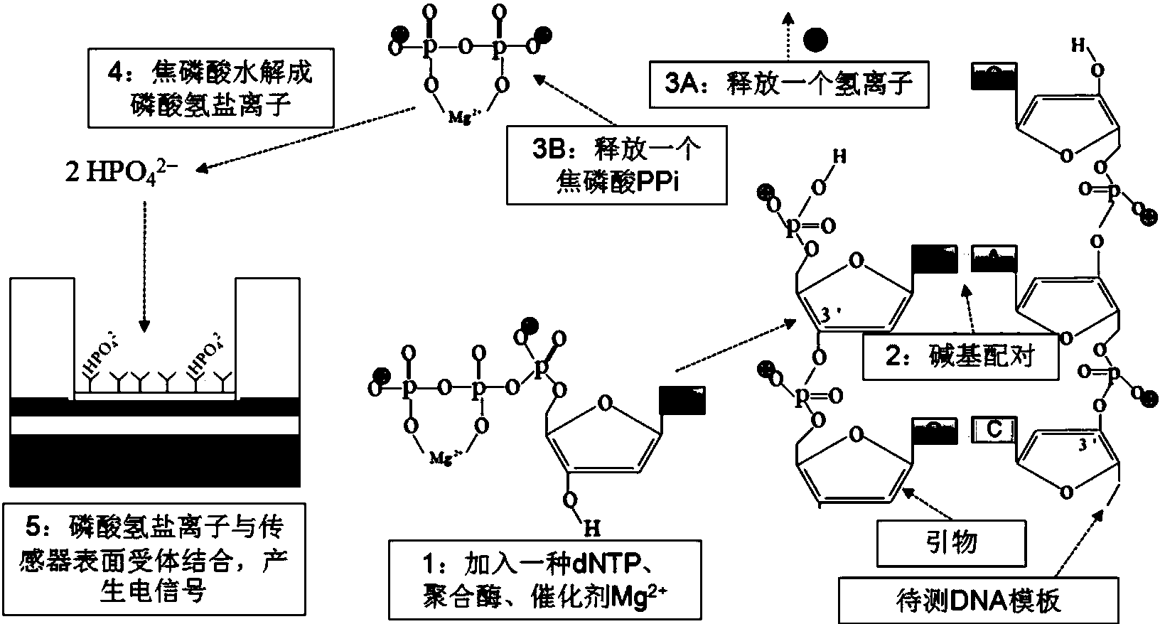 cn107460233a_一种通过检测焦磷酸电荷的基因测序方法失效