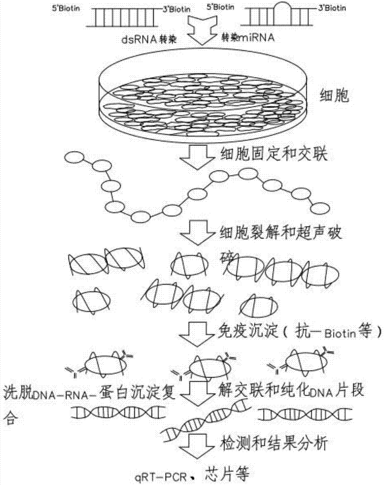 cn107488713a_一種生物素化的染色質免疫共沉澱方法及試劑盒在審