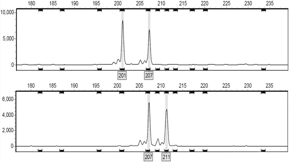 cn107502665a_基于毛细管电泳荧光ssr指纹图谱鉴别刺槐品种的方法有效