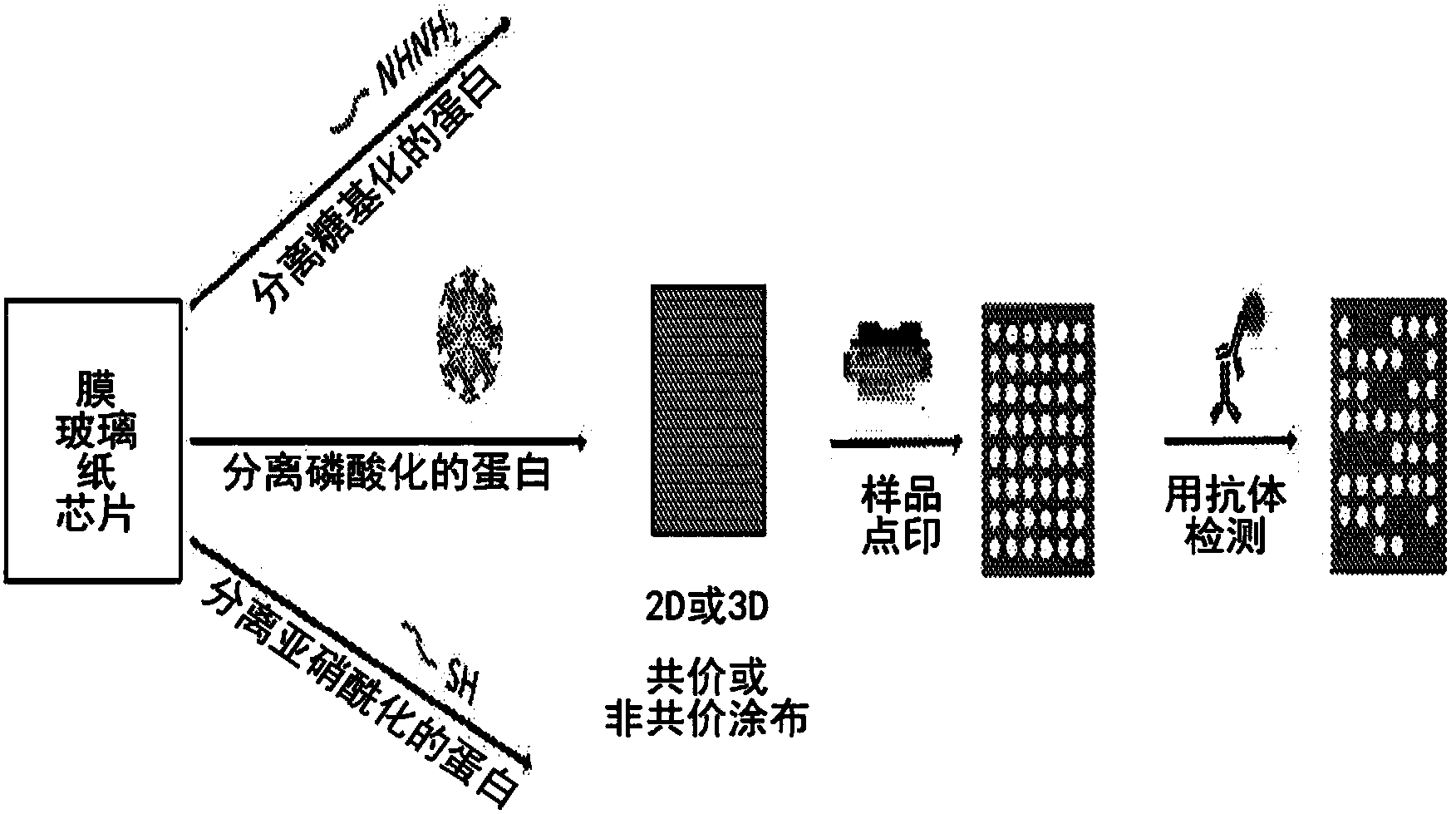 翻譯後修飾改變蛋白中的官能團.