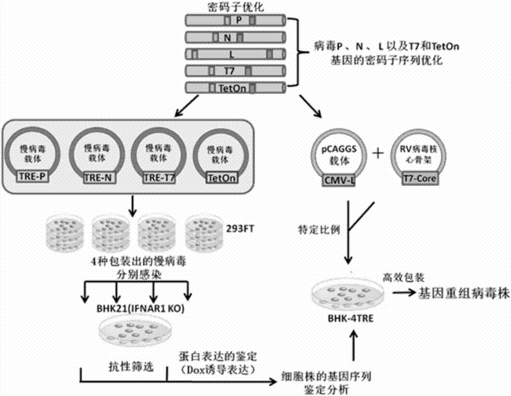 彈狀病毒構建方法是將病毒聚合酶基因質粒pl及彈狀病毒核心骨架質粒p