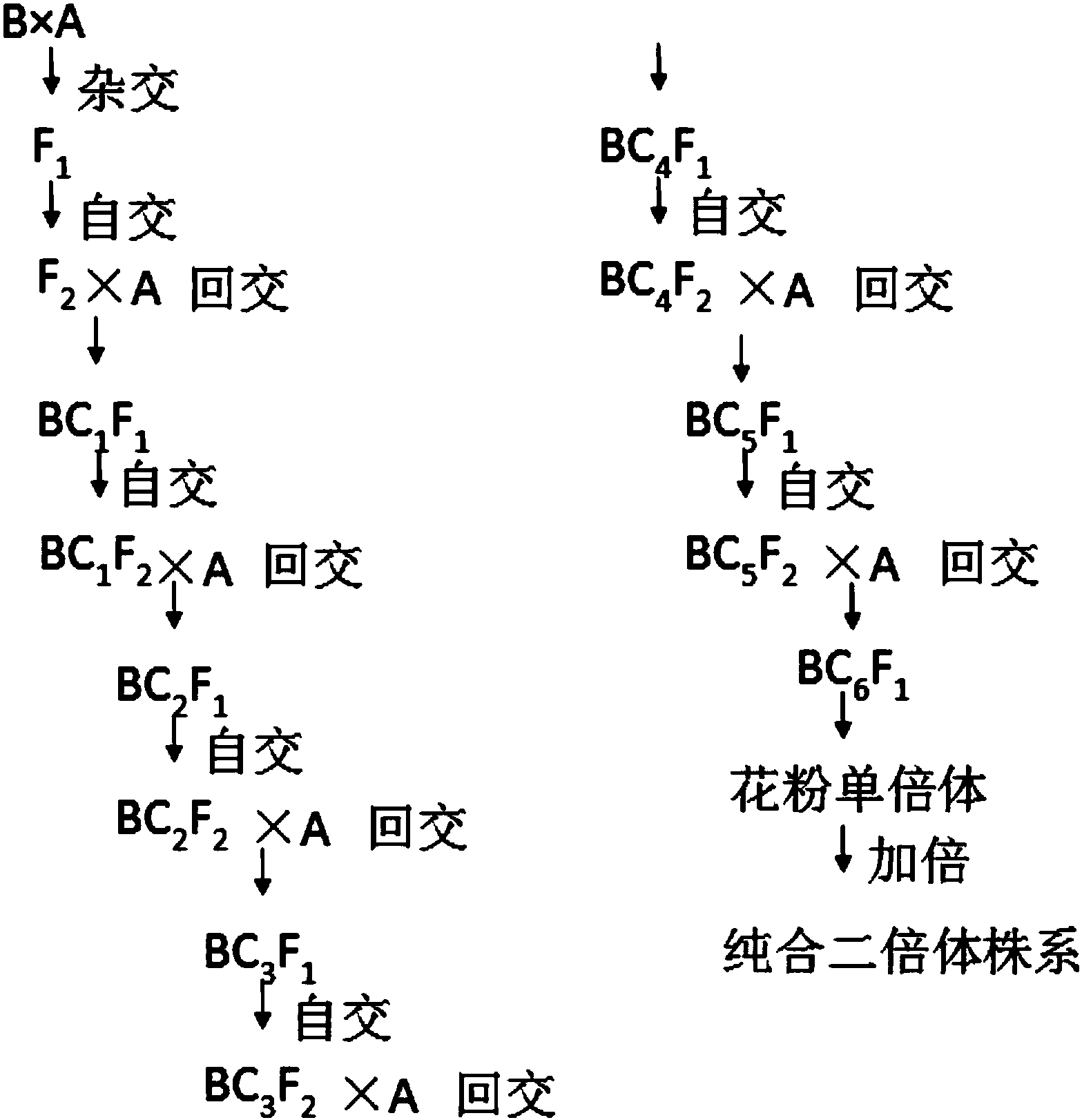 一种高多糖含量的霍山石斛纯合体株系的培育方法
