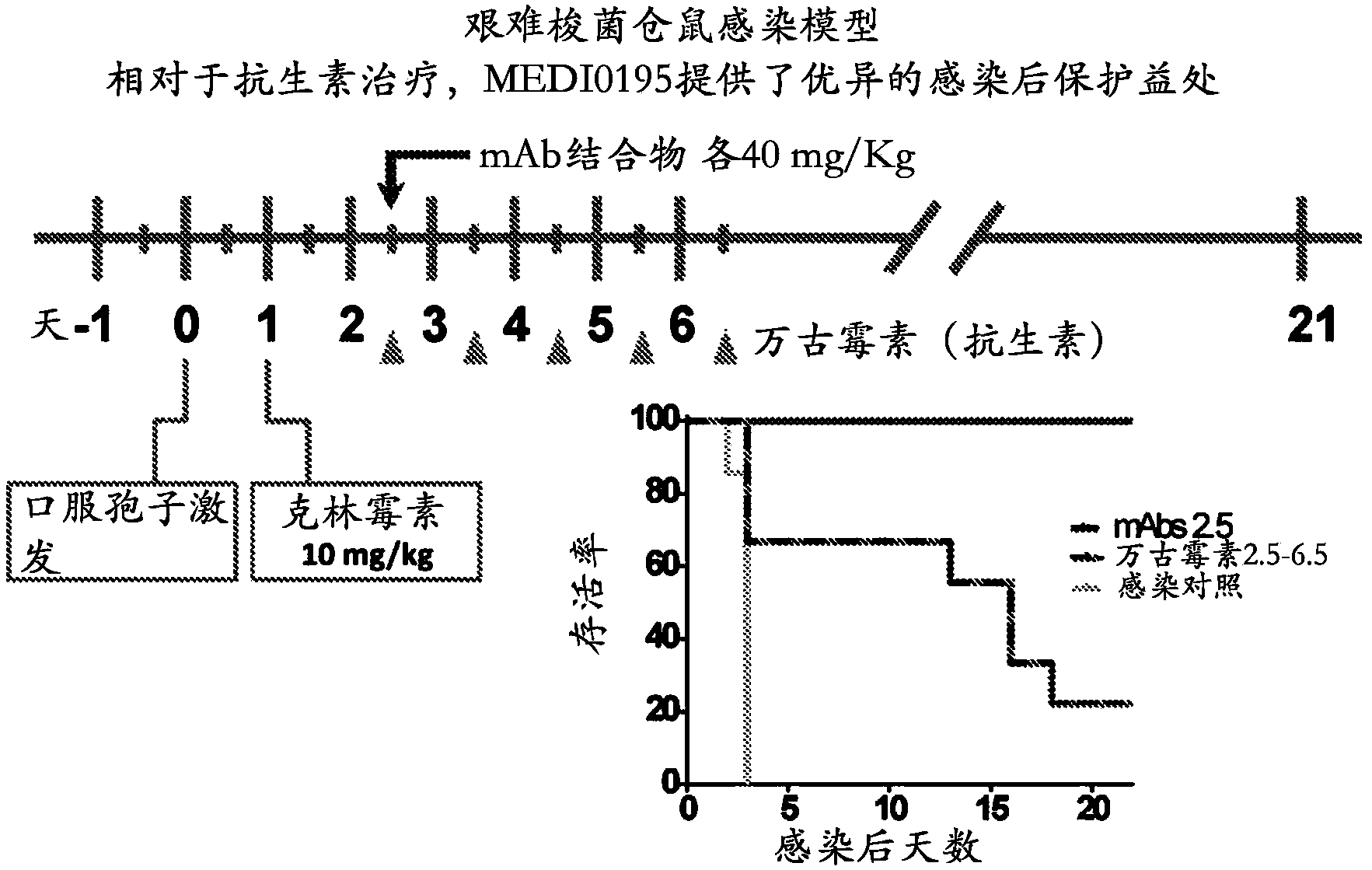 该方法的特征在于特异性结合艰难梭菌毒素a和/或毒素b的具有增强的