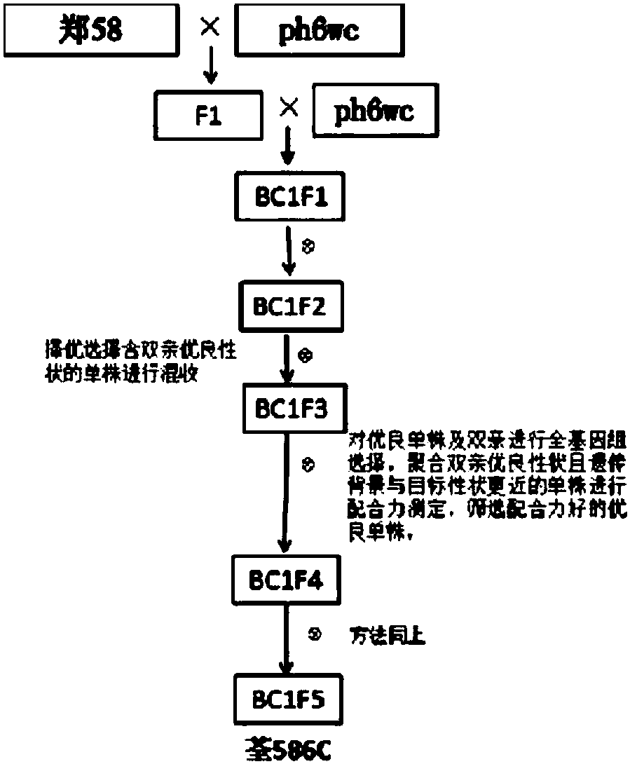 自交分析图解图片