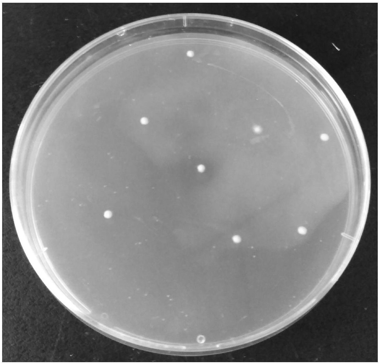 一种提高丁酸梭菌筛选效率的培养基