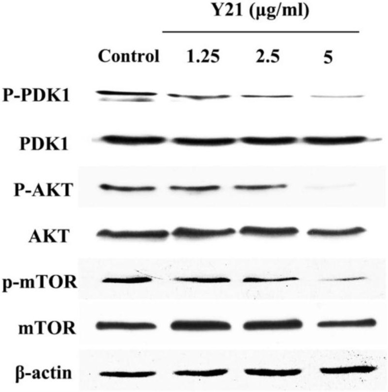 裂环烯醚萜在制备pdk1抑制剂类药物中的用途