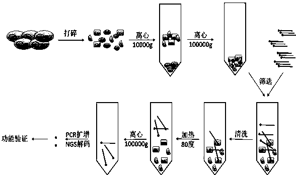 一种将细胞膜分离以便对跨膜蛋白进行dna编码化合物库筛选的方法