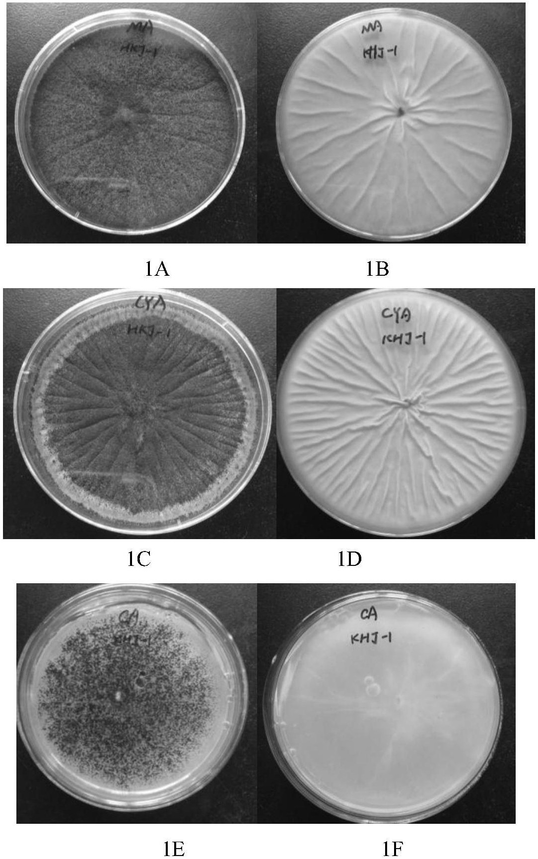 该菌种定名为:黑曲霉(aspergillus niger),已于2017年10月31日提交