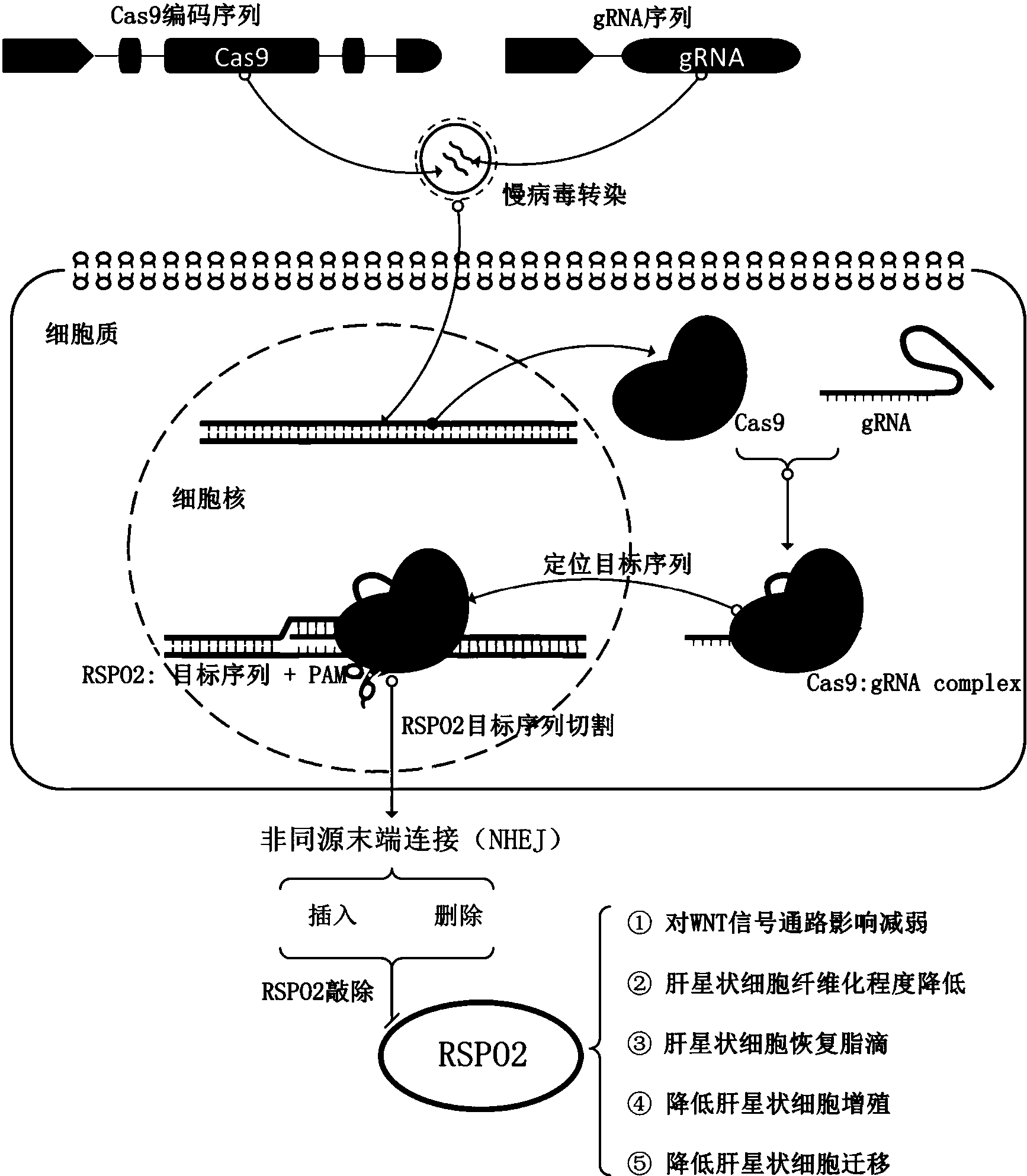 crispr-cas9系統特異性靶向人rspo2基因的sgrna及敲除方法和應用