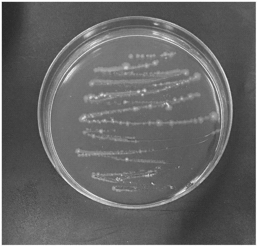 cn108330093a_一种诱导水稻抗稻瘟病的生防菌株及筛选方法和应用失效